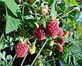 Youngberries