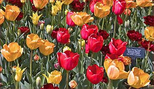 "Fringed Tulips" -- ChIcago (IL) Botanic Garden April 2012 (7146888429)
