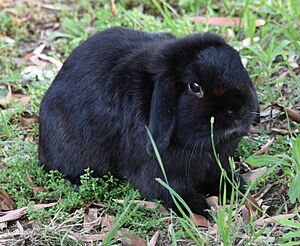 (1)Lop eared rabbit-2