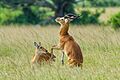 033 Male Ugandan kob trying to seduce a female at Queen Elizabeth National Park Photo by Giles Laurent