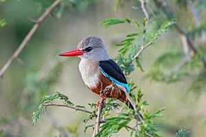 044 Grey-headed kingfisher at Queen Elizabeth National Park Photo by Giles Laurent.jpg