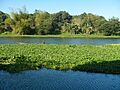 04657jfDampol Rueda Plaridel Pungo Calumpit Bulacan Riverbanks Kangkung Viaductfvf 26