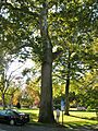 1812 Sycamore, Fairfield, CT - October 22, 2012
