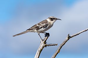 20180807-Galápagos mockingbird-2 at Genovesa (9572).jpg