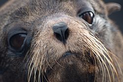 20180808-Galápagos fur seal-2 at Santiago (9781)