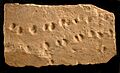 2815 Grand Canyon Fossil Tracks in Coconino Sandstone (4749589450)