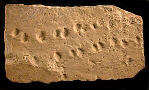 2815 Grand Canyon Fossil Tracks in Coconino Sandstone (4749589450)