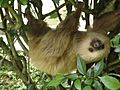 2 toed sloth