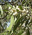 Acacia facsiculifera flowers
