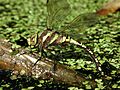 Aeshnid-ovipositing-800x600