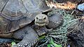 African Spurred Tortoise at Brevard Zoo