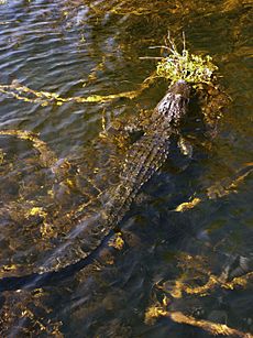 Alligator and periphyton