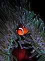 Amphiprion ocellaris (Clown anemonefish) in Heteractis magnifica (Sea anemone)