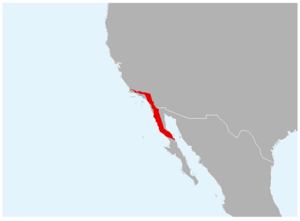 Anaxyrus californicus range map.png