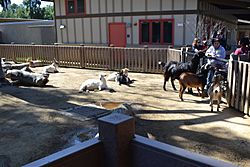 Animal barn at Happy Hollow Park & Zoo