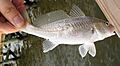 Atlantic Croaker