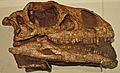 August 1, 2012 - Massospondylus carinatus fossil skull on Display at the Royal Ontario Museum (BP-I-4934)