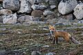 Baffin Island - Curious as a Fox