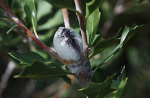 Banksia cuneata infructescence