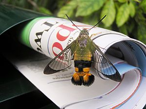 Bee hawk moth newspaper