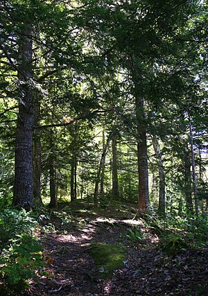 Ben Eoin Provincial Park Hemlock Grove