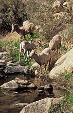 Bighorns