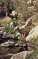 Bighorns