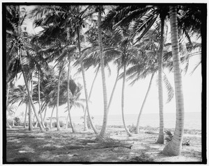 Biscayne Bay, through the cocoanut trees, Miami, Fla