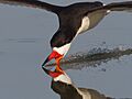 Black Skimmer by Dan Pancamo