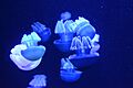 Blue Blubber Jellyfish 3