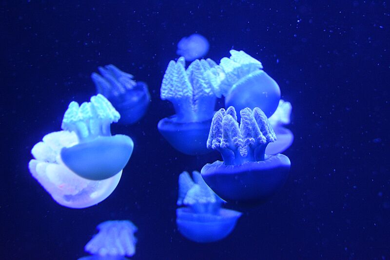 Blue Blubber Jellyfish 3