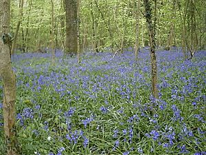 Bluebells in Crab Wood Hampshire - geograph.org.uk - 468810.jpg