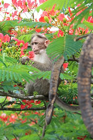 Bonnet macaque eating Delonix regia flowers 02