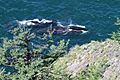 Bowhead whales swimming in Lingolm strait by Vladislav Raevskii