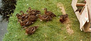 Bryngarw Country Park, Ducks 93