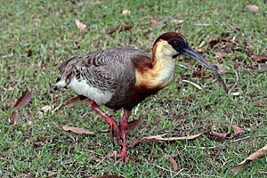 Buff-necked ibis (Theristicus caudatus).JPG