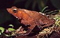 Bufo proboscideus02