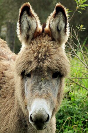 Burrito de páramo (Páramo baby donkey)
