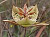 Calochortus tiburonensis - Tiburon Mariposa Lily 03 (3560215936)