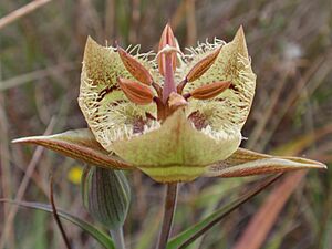 Calochortus tiburonensis - Tiburon Mariposa Lily 03 (3560215936)