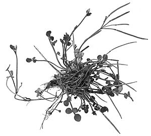 Cardamine corymbosa wurzel