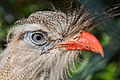 Cariama cristata (Rotfußseriema - Red-legged Seriema) - Weltvogelpark Walsrode 2013-02