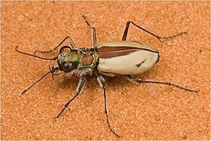 A photo of Cicindela albissima on the pink sands