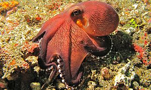 Coconut Octopus (Amphioctopus marginatus) (6079648725).jpg
