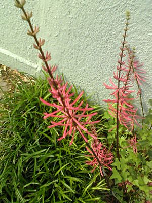 Coral tree Facts for Kids