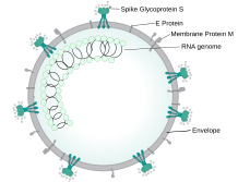 Coronavirus virion structure