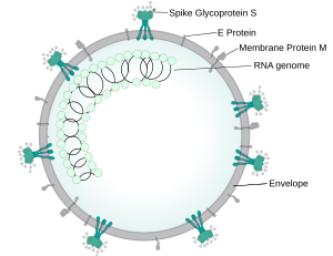 Coronavirus virion structure