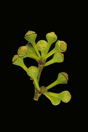 Corymbia grandifolia buds
