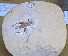 Cretaceous Orthoptera fossil