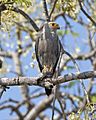 Dickinson's Kestrel (Falco dickinsoni) (23164736424)
